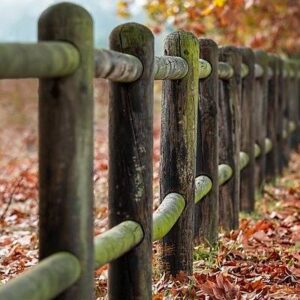 A weathered wooden fence extends into the distance, surrounded by fallen autumn leaves in shades of orange and brown. The background is softly blurred, adding depth to the scene, as if nature itself cannot impede its serene beauty.